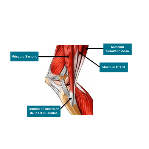 Detección de lesiones como la ‘Pata de ganso’ mediante la valoración biomecánica deportiva